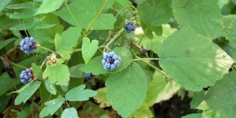 Kako se riješiti grmlja divlje kupine u vrtu